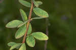 Hairy small-leaf ticktrefoil